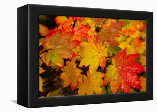 Close-up of wet autumn leaves, Portland, Oregon, USA-Panoramic Images-Framed Premier Image Canvas