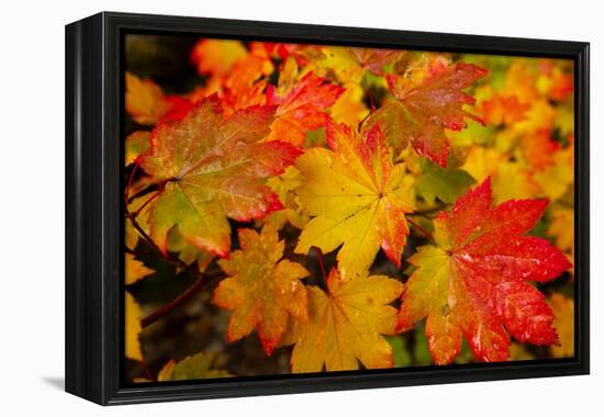 Close-up of wet autumn leaves, Portland, Oregon, USA-Panoramic Images-Framed Premier Image Canvas