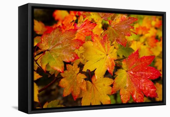 Close-up of wet autumn leaves, Portland, Oregon, USA-Panoramic Images-Framed Premier Image Canvas