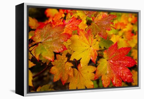 Close-up of wet autumn leaves, Portland, Oregon, USA-Panoramic Images-Framed Premier Image Canvas