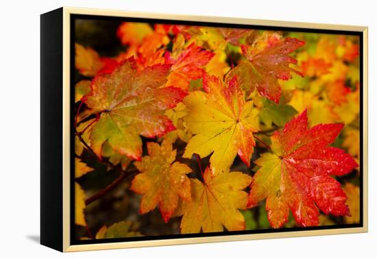 Close-up of wet autumn leaves, Portland, Oregon, USA-Panoramic Images-Framed Premier Image Canvas