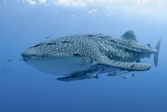 Close Up Of Whale Shark And Remora Cenderawasih Bay Papua Indonesia Photographic Print Jaynes Gallery Art Com