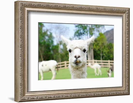 Close up of White Alpaca Looking Straight ahead in the Beautiful Green Meadow, it's Curious Cute Ey-thaweerat-Framed Photographic Print