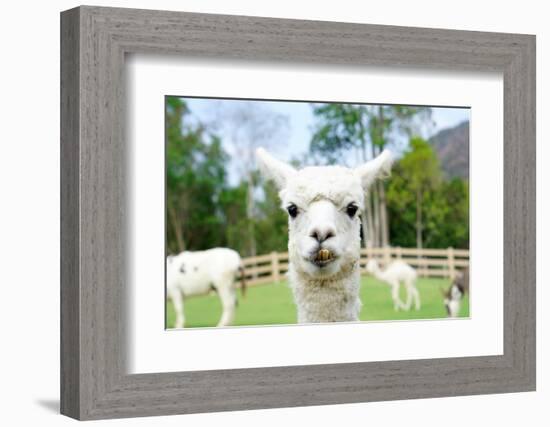 Close up of White Alpaca Looking Straight ahead in the Beautiful Green Meadow, it's Curious Cute Ey-thaweerat-Framed Photographic Print