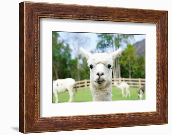 Close up of White Alpaca Looking Straight ahead in the Beautiful Green Meadow, it's Curious Cute Ey-thaweerat-Framed Photographic Print