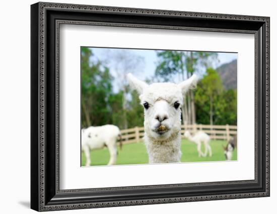 Close up of White Alpaca Looking Straight ahead in the Beautiful Green Meadow, it's Curious Cute Ey-thaweerat-Framed Photographic Print