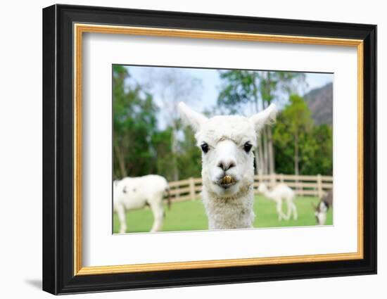 Close up of White Alpaca Looking Straight ahead in the Beautiful Green Meadow, it's Curious Cute Ey-thaweerat-Framed Photographic Print