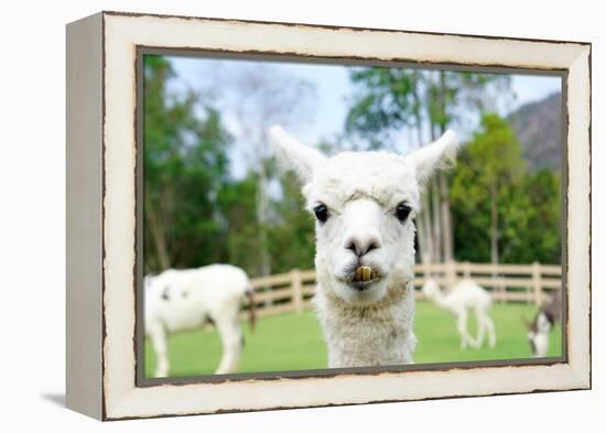 Close up of White Alpaca Looking Straight ahead in the Beautiful Green Meadow, it's Curious Cute Ey-thaweerat-Framed Premier Image Canvas