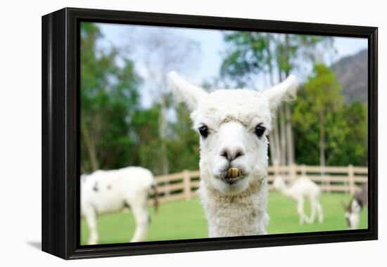 Close up of White Alpaca Looking Straight ahead in the Beautiful Green Meadow, it's Curious Cute Ey-thaweerat-Framed Premier Image Canvas