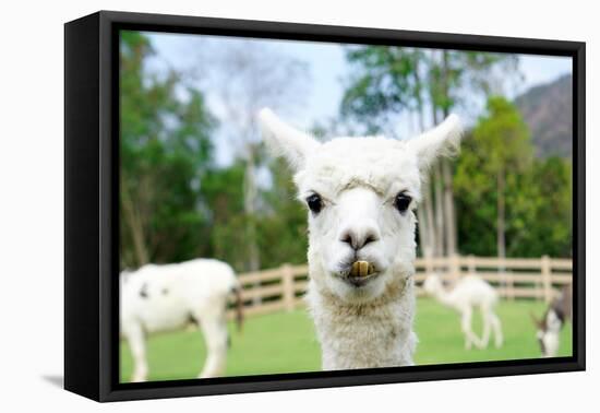 Close up of White Alpaca Looking Straight ahead in the Beautiful Green Meadow, it's Curious Cute Ey-thaweerat-Framed Premier Image Canvas