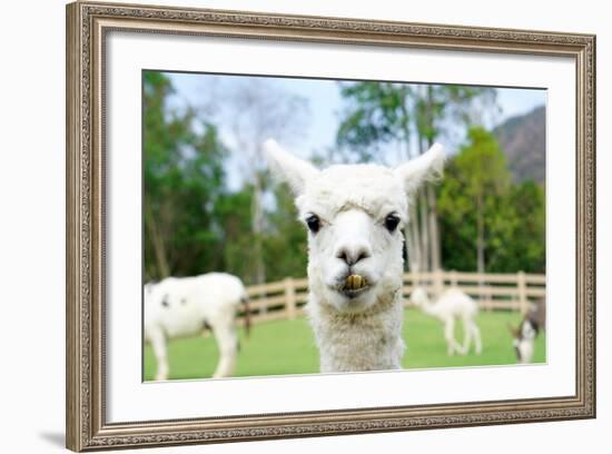 Close up of White Alpaca Looking Straight ahead in the Beautiful Green Meadow, it's Curious Cute Ey-thaweerat-Framed Photographic Print