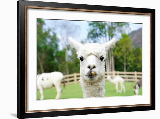 Close up of White Alpaca Looking Straight ahead in the Beautiful Green Meadow, it's Curious Cute Ey-thaweerat-Framed Photographic Print