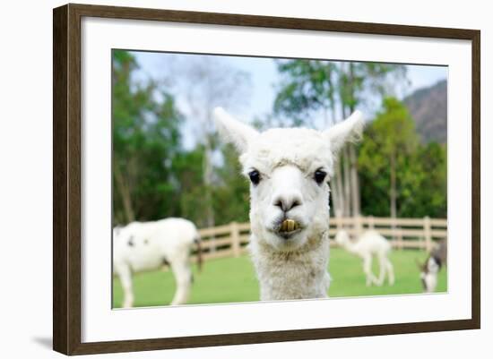 Close up of White Alpaca Looking Straight ahead in the Beautiful Green Meadow, it's Curious Cute Ey-thaweerat-Framed Photographic Print