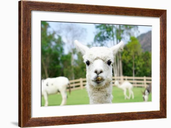 Close up of White Alpaca Looking Straight ahead in the Beautiful Green Meadow, it's Curious Cute Ey-thaweerat-Framed Photographic Print