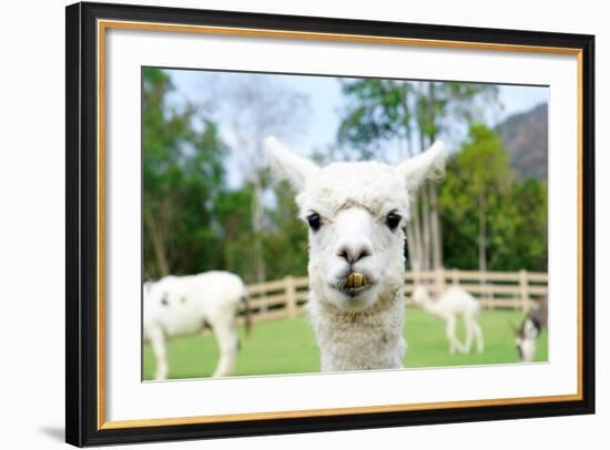 Close up of White Alpaca Looking Straight ahead in the Beautiful Green Meadow, it's Curious Cute Ey-thaweerat-Framed Photographic Print