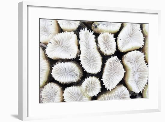 Close-Up of White Coral-StockHouse-Framed Photographic Print