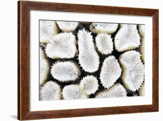 Close-Up of White Coral-StockHouse-Framed Photographic Print