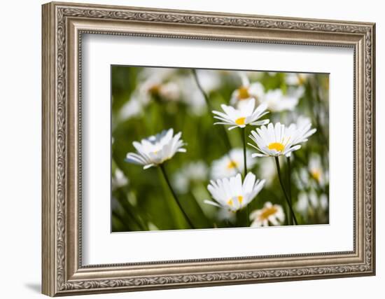 Close-up of White daisy flowers-null-Framed Photographic Print