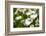 Close-up of White daisy flowers-null-Framed Photographic Print