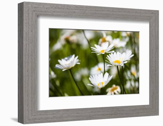 Close-up of White daisy flowers-null-Framed Photographic Print