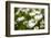 Close-up of White daisy flowers-null-Framed Photographic Print