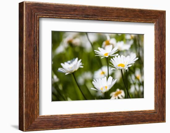 Close-up of White daisy flowers-null-Framed Photographic Print