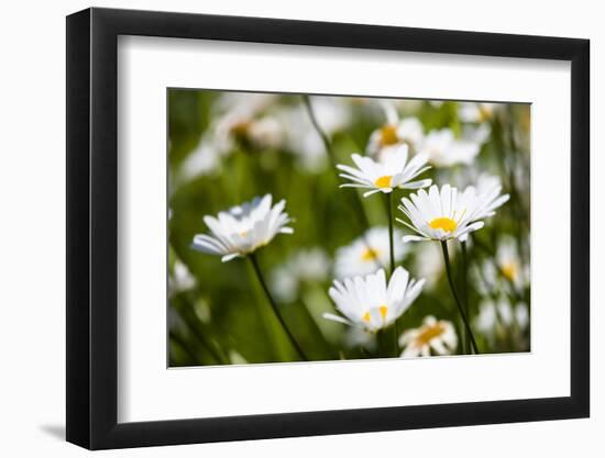 Close-up of White daisy flowers-null-Framed Photographic Print