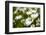 Close-up of White daisy flowers-null-Framed Photographic Print