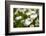 Close-up of White daisy flowers-null-Framed Photographic Print