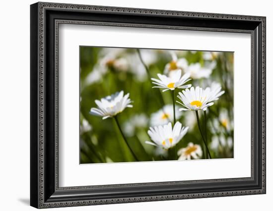 Close-up of White daisy flowers-null-Framed Photographic Print