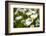 Close-up of White daisy flowers-null-Framed Photographic Print