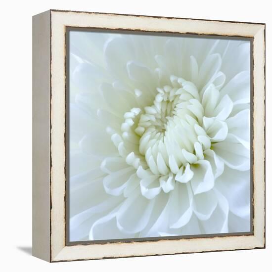 Close-up of White Flower-Clive Nichols-Framed Premier Image Canvas