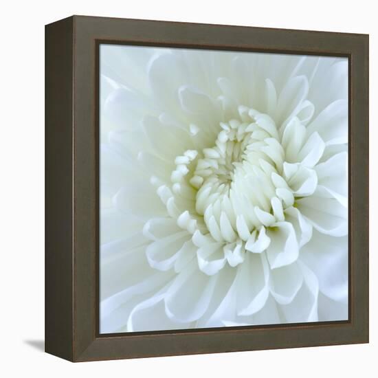 Close-up of White Flower-Clive Nichols-Framed Premier Image Canvas