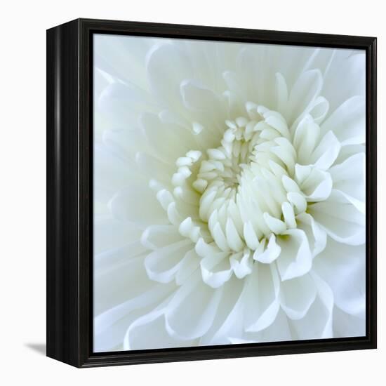 Close-up of White Flower-Clive Nichols-Framed Premier Image Canvas