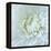 Close-up of White Flower-Clive Nichols-Framed Premier Image Canvas