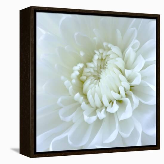 Close-up of White Flower-Clive Nichols-Framed Premier Image Canvas