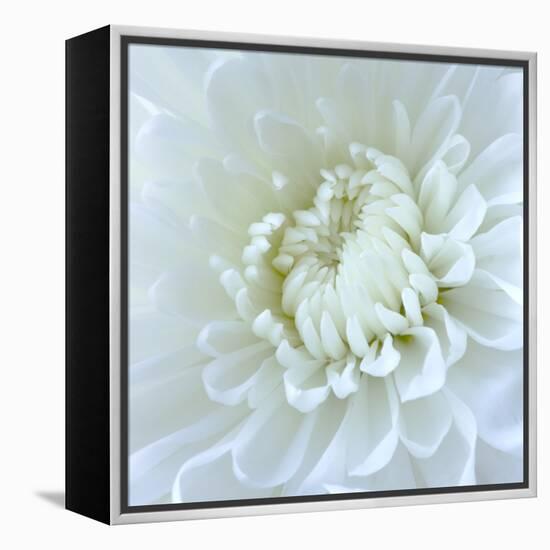 Close-up of White Flower-Clive Nichols-Framed Premier Image Canvas