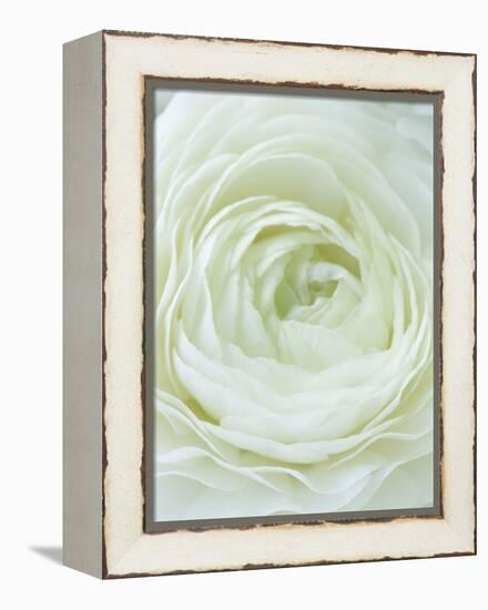 Close-up of White Flower-Clive Nichols-Framed Premier Image Canvas