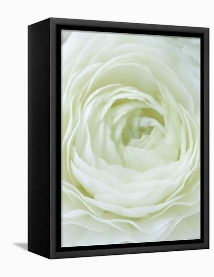 Close-up of White Flower-Clive Nichols-Framed Premier Image Canvas