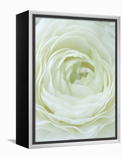 Close-up of White Flower-Clive Nichols-Framed Premier Image Canvas