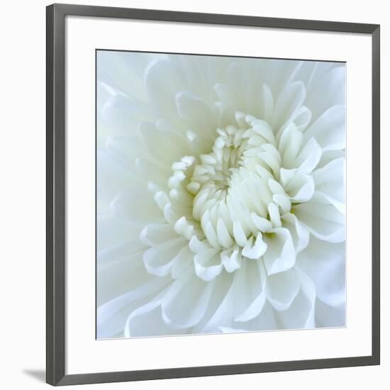 Close-up of White Flower-Clive Nichols-Framed Photographic Print