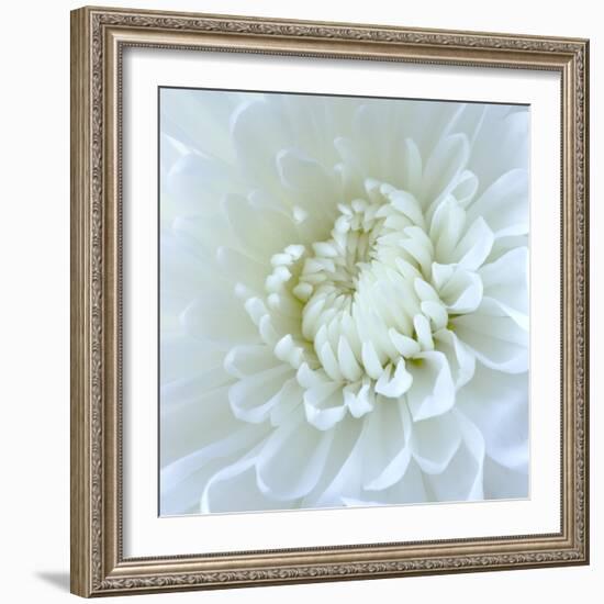 Close-up of White Flower-Clive Nichols-Framed Photographic Print