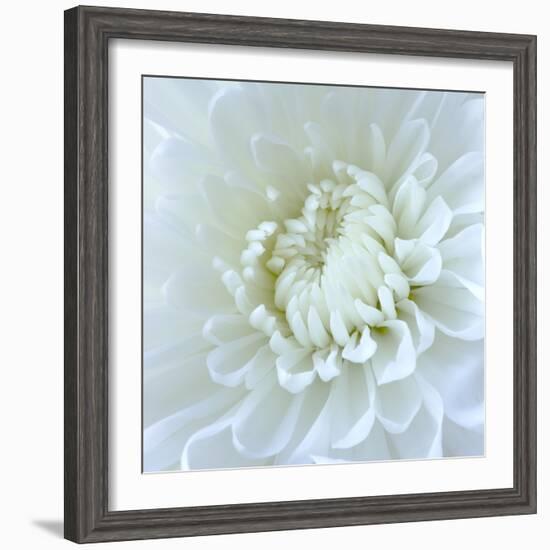 Close-up of White Flower-Clive Nichols-Framed Photographic Print