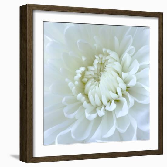 Close-up of White Flower-Clive Nichols-Framed Photographic Print