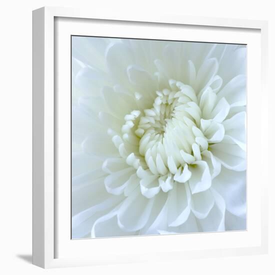 Close-up of White Flower-Clive Nichols-Framed Photographic Print