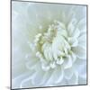Close-up of White Flower-Clive Nichols-Mounted Photographic Print