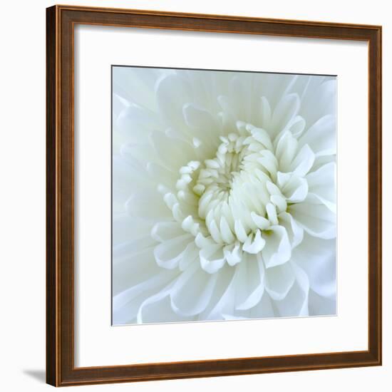 Close-up of White Flower-Clive Nichols-Framed Photographic Print