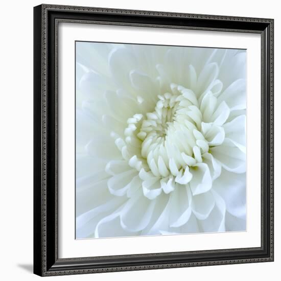 Close-up of White Flower-Clive Nichols-Framed Photographic Print