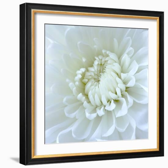 Close-up of White Flower-Clive Nichols-Framed Photographic Print