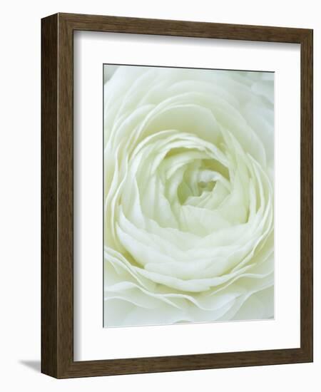 Close-up of White Flower-Clive Nichols-Framed Photographic Print